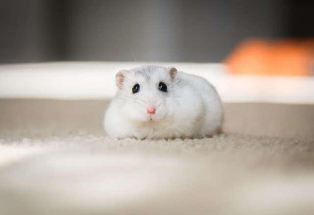 The best small size pets for an apartment