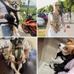 Pet Front Dog Carrier Backpacks, Adjustable Hands Free For Medium Small Dogs