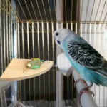 Fan-shaped Parrot Wooden Stand Rack Bird Cage, Perch for Small Animal - Image 3