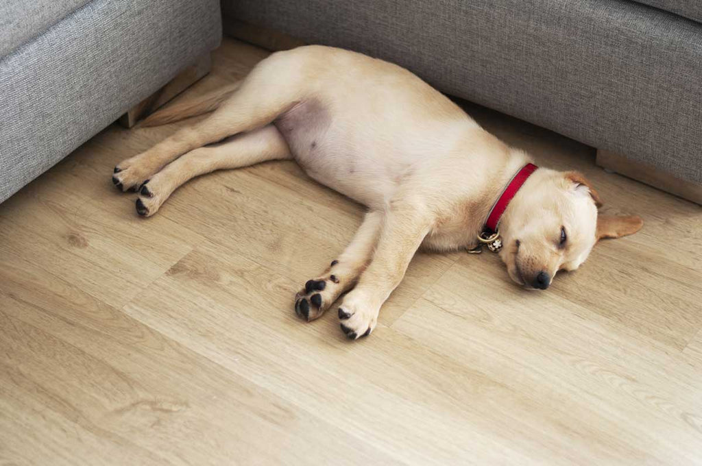 https://cdn.shopify.com/s/files/1/0297/5501/5267/files/labrador_sleeping_on_floor_1024x1024.jpg