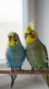How to Care for a Pet Bird at Home