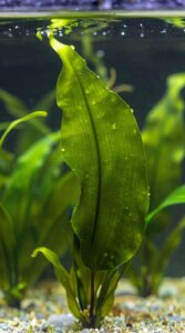 How to Reduce Algae Growth in Fish Tanks
