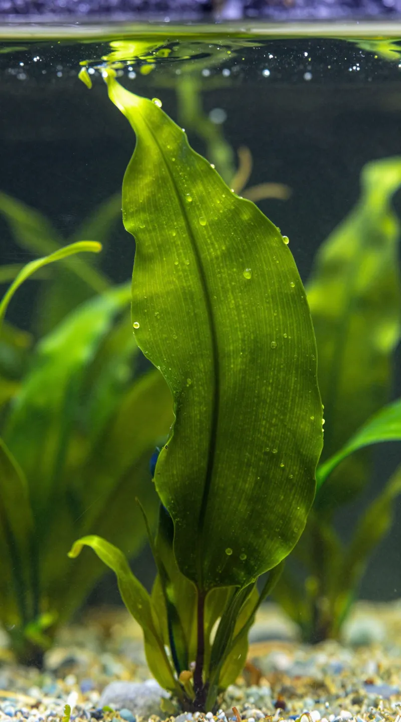 How to Reduce Algae Growth in Fish Tanks