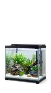 Beginner’s Guide to Fish Tank Setup