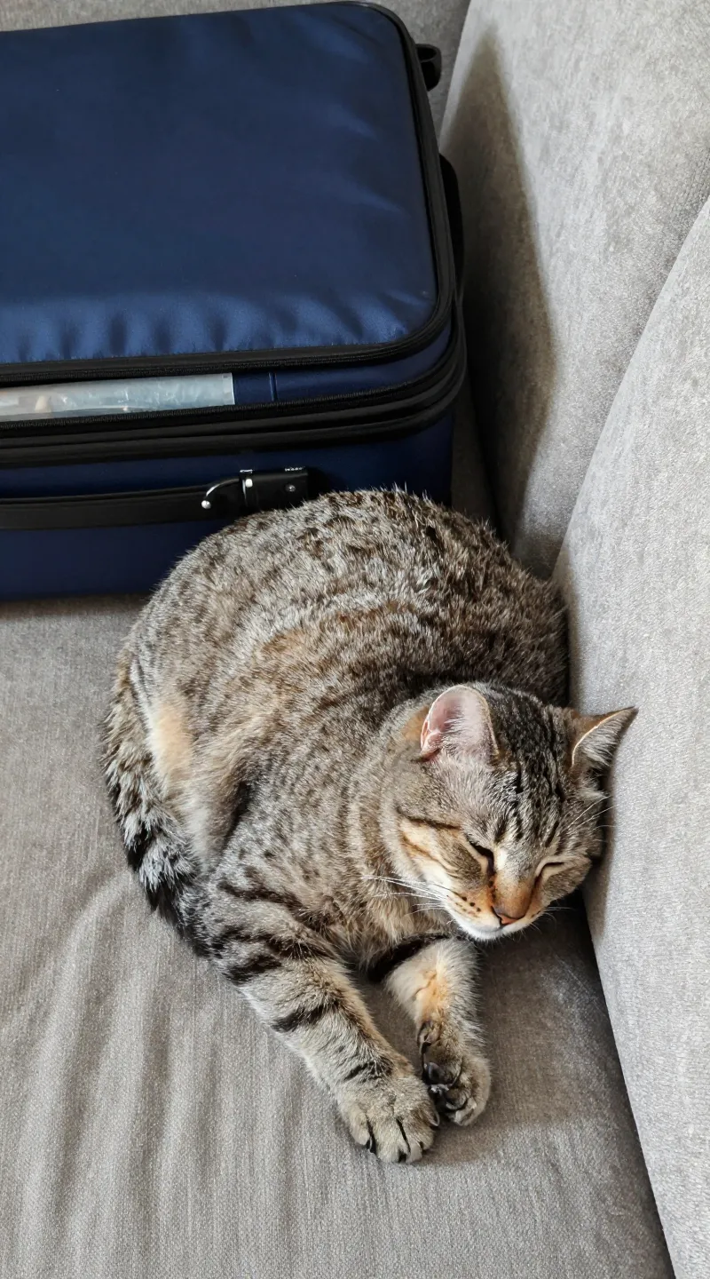 senior cat napping beside packed suitcase on couch