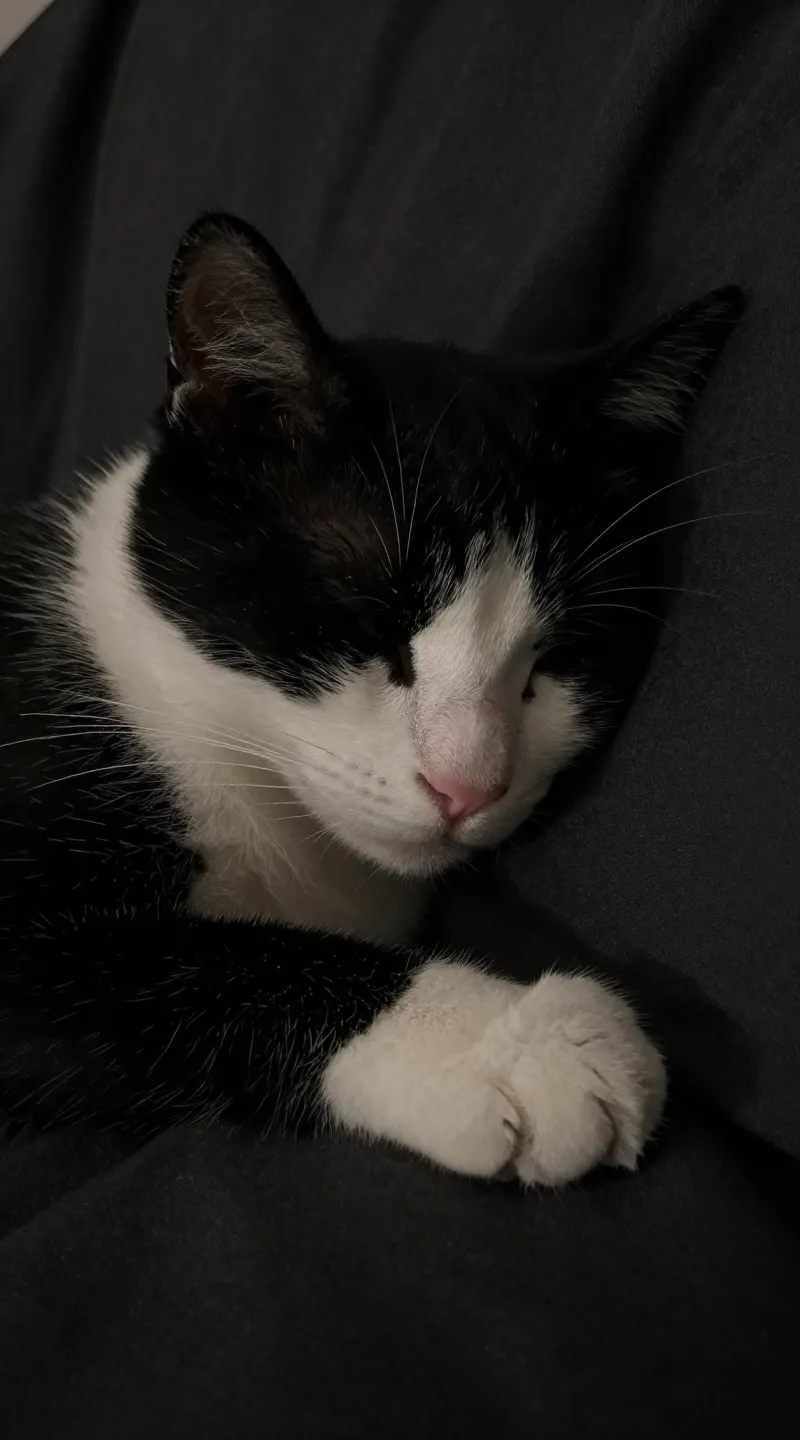 How to Stop Your Cat From Waking You Up at Night