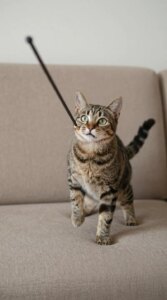 How to Keep Indoor Cats Happy and Active