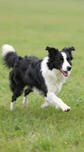 How Much Exercise Does a Dog Really Need?