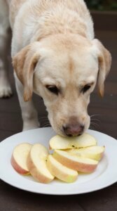What Human Foods Are Safe for Dogs? (Updated List)