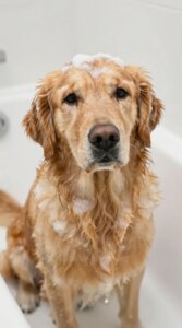 How Often Should You Bathe Your Dog? Vet-Approved Guide