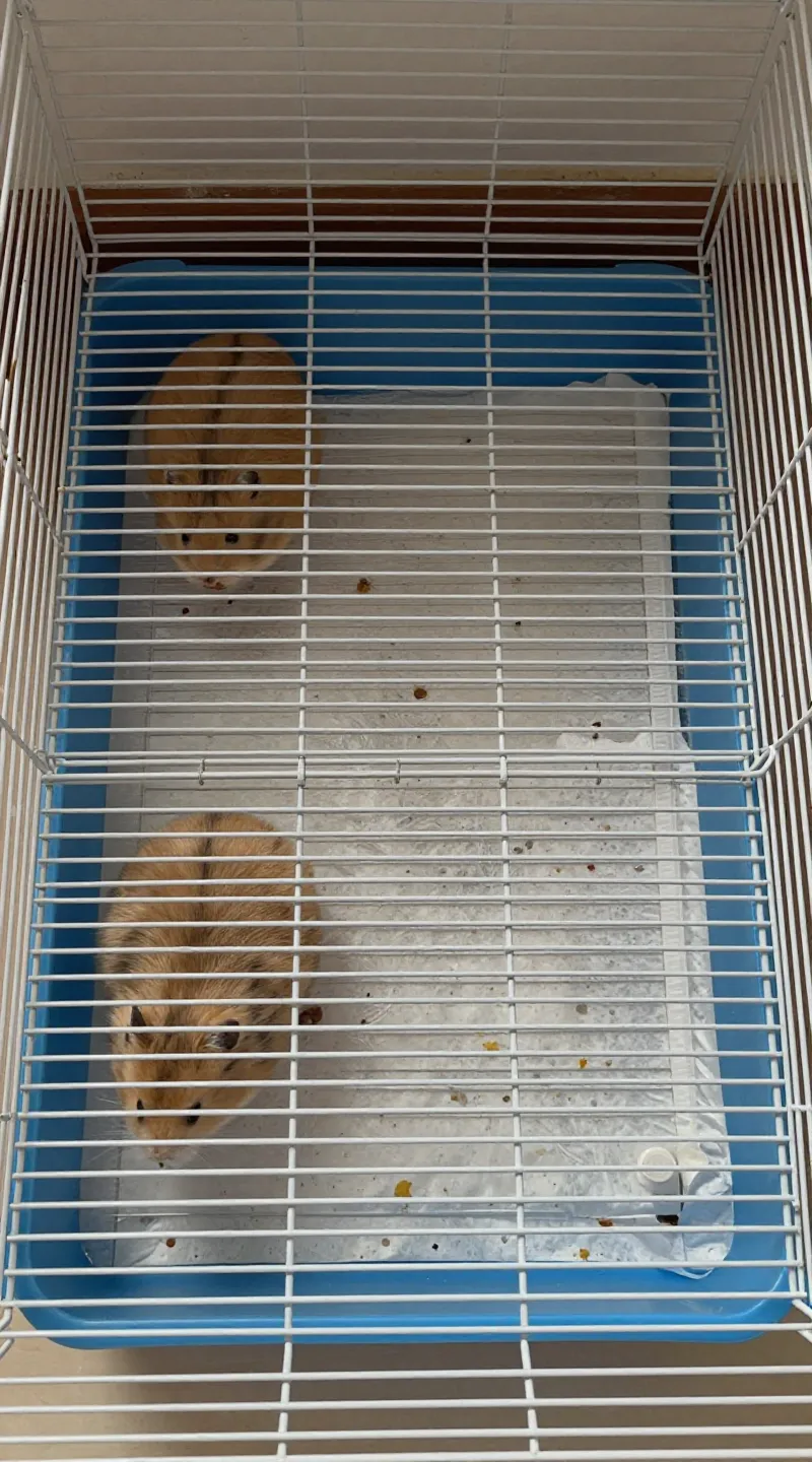 How to Set Up a Safe Cage for Small Pets